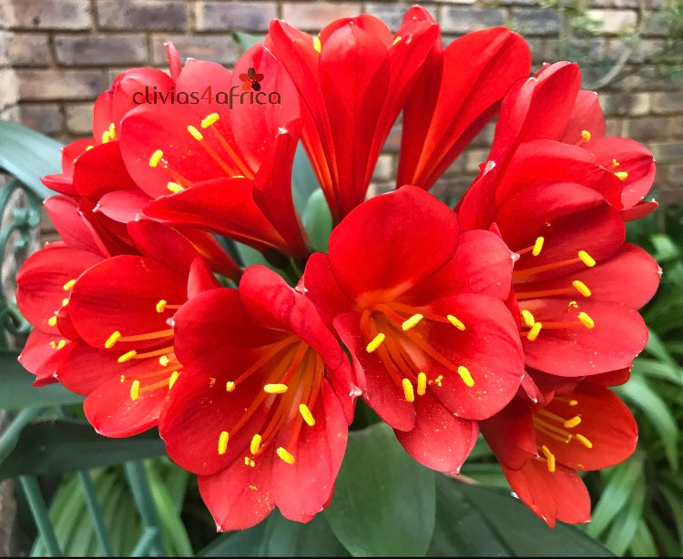 Seedlings - Lady Danger x Self – Clivias4africa.co.za