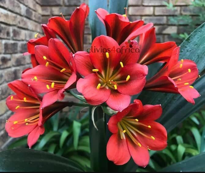 Seedlings - Batman x Gunry – Clivias4africa.co.za