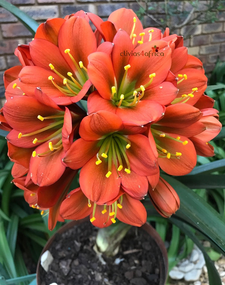 Seedlings - TOP Full Head Bronze – Clivias4africa.co.za