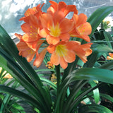 In flower - Huge bright (neon) orange flowers with a big head! Pushing a second flower PLUS 3 small offsets.