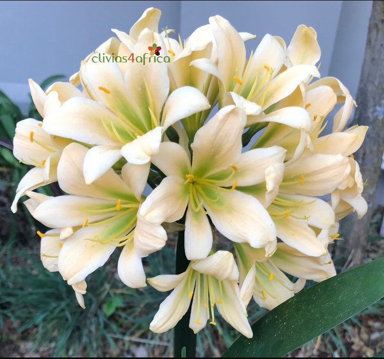 Seedlings - Forest Kisses x Starbucks – Clivias4africa.co.za